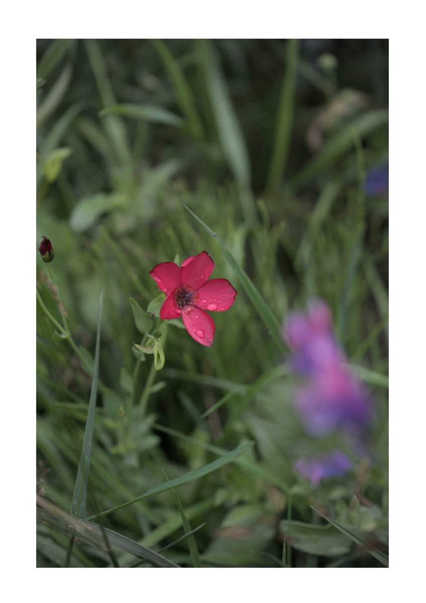 Fotoposter - Blomsterlin - A3-storlek