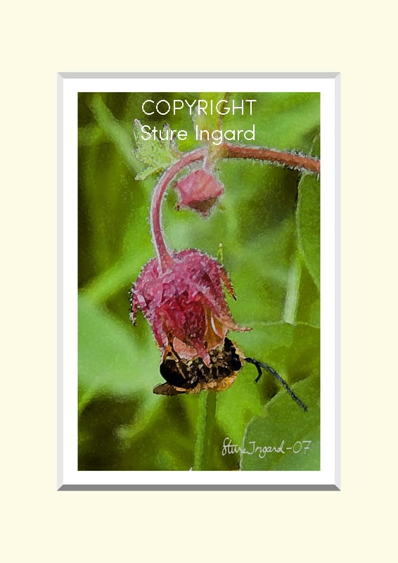 Fotoakvarell Humleblomster