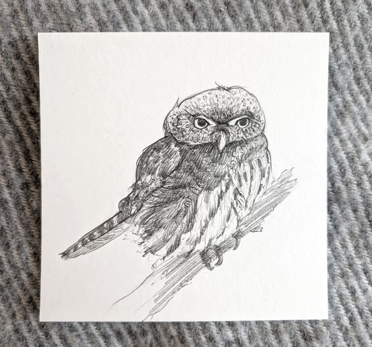 Uggla på gren - teckning