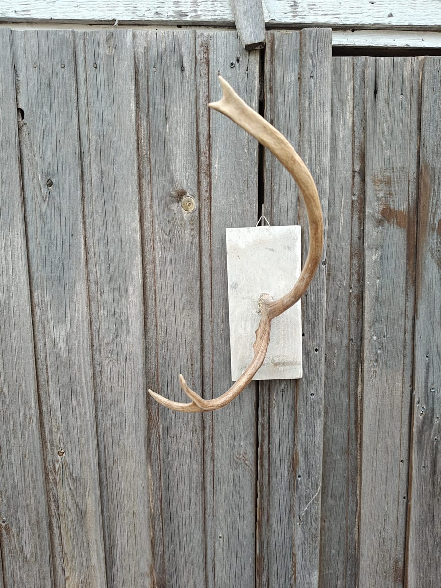 hängare av äkta renhorn