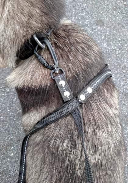 Svart Reflexkoppel med Antiglid och Twist-Lock karbinhake, 20 mm