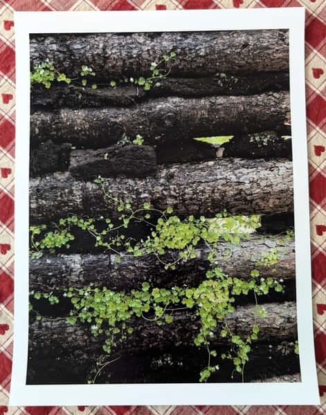 Fotoposter - Murreva - A3-storlek