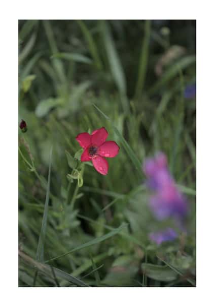 Fotoposter - Blomsterlin - A3-storlek