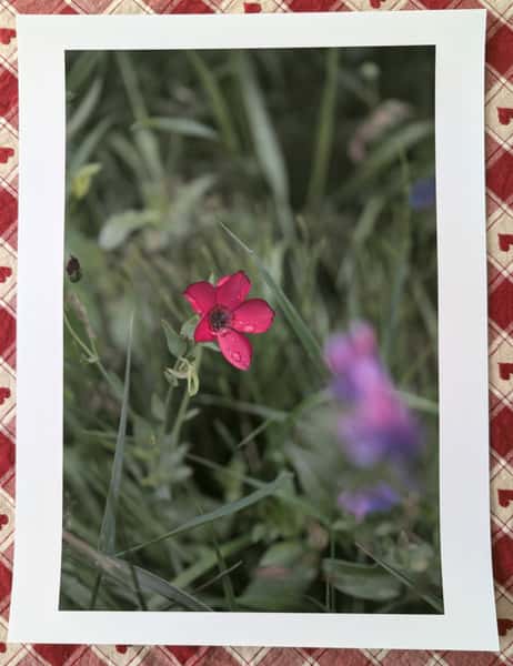 Fotoposter - Blomsterlin - A3-storlek