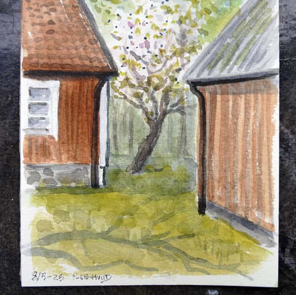 Körsbärsblom. Akvarell original