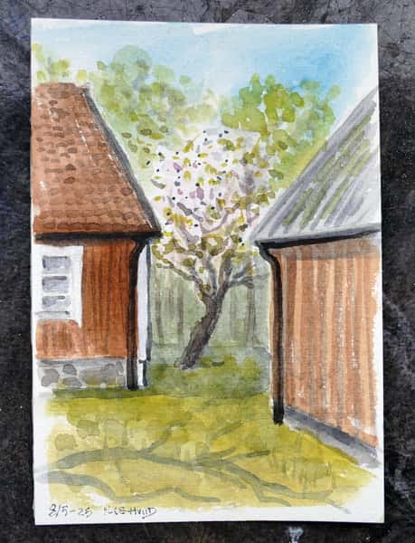 Körsbärsblom. Akvarell original
