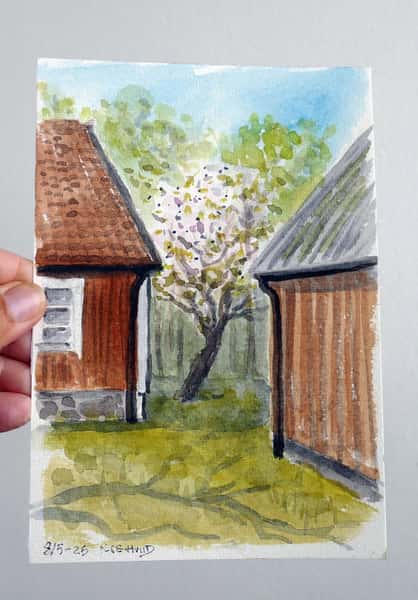 Körsbärsblom. Akvarell original