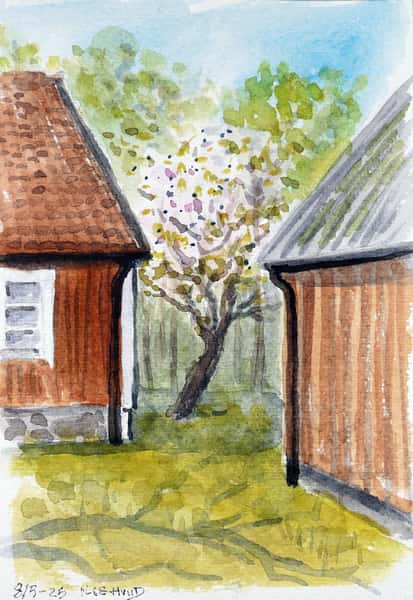 Körsbärsblom. Akvarell original