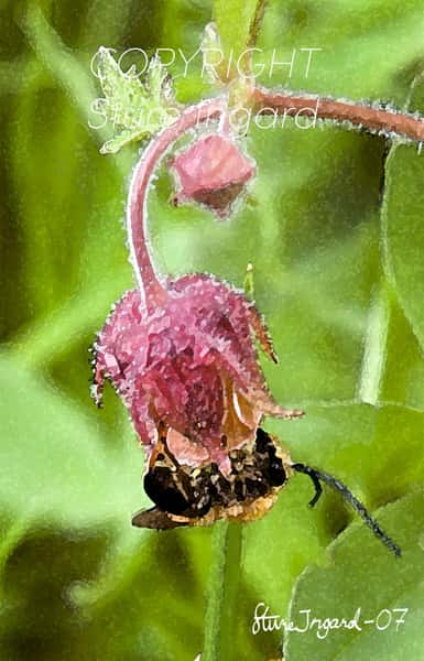 Fotoakvarell Humleblomster