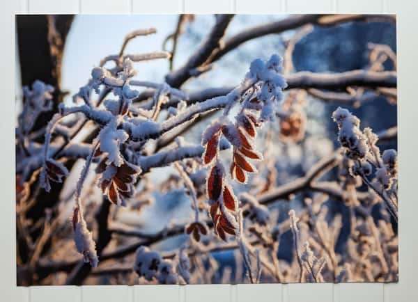 Fotoposter - Vinterlöv - A4-storlek