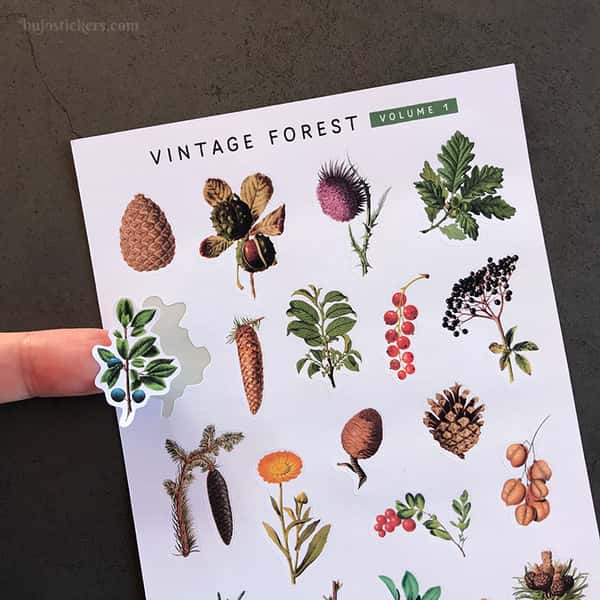 Stickers – Skog, kvistar och kottar
