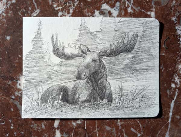 Älg i skog - Teckning - A5