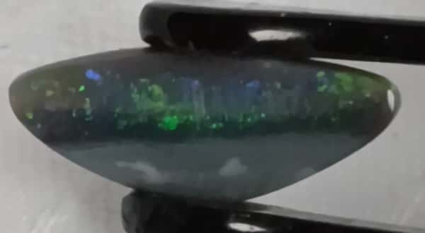 Dark Opal (fish)