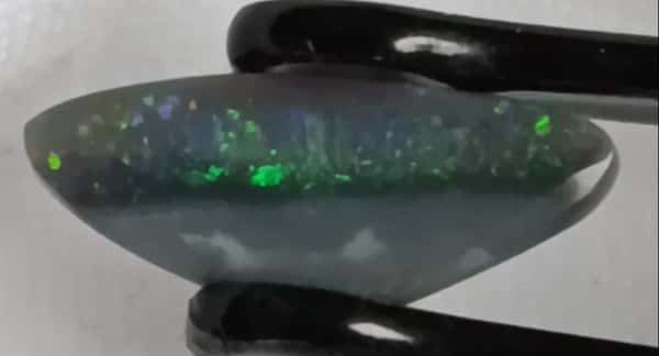 Dark Opal (fish)