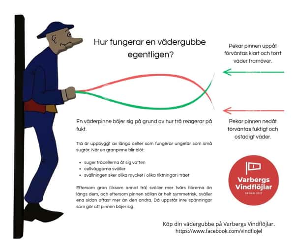 Vädergubbe Kronblom 2