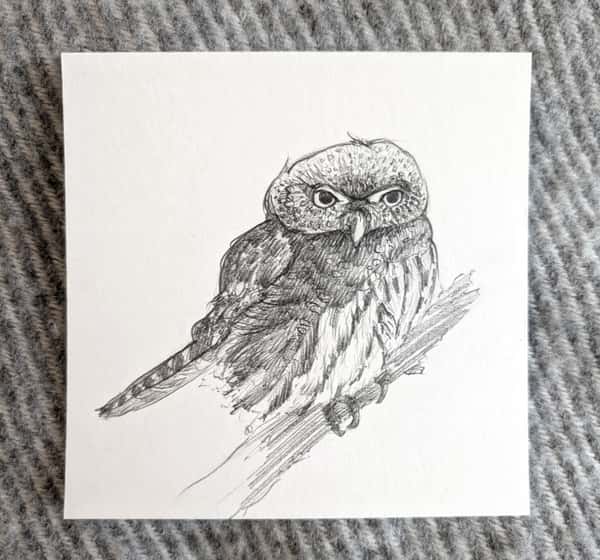Uggla på gren - teckning
