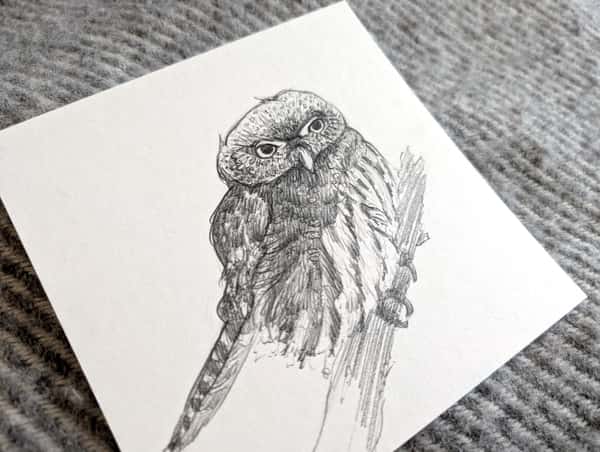 Uggla på gren - teckning