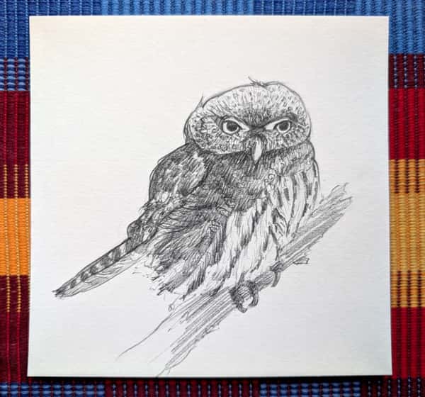 Uggla på gren - teckning