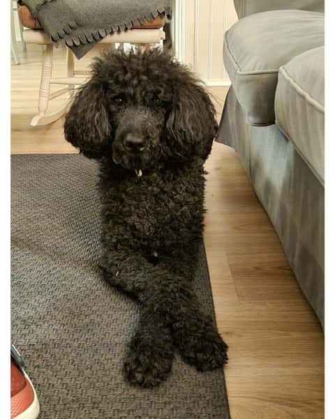 Broderade husdjursporträtt från ditt foto