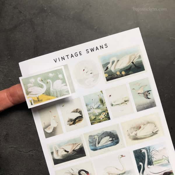 Stickers – Svanar