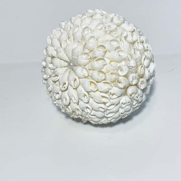 Inrednings dekoration av snäckor