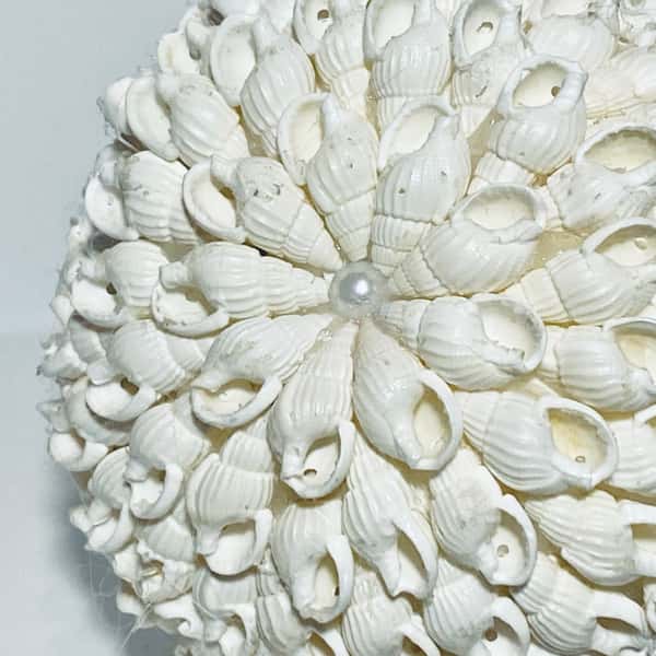 Inrednings dekoration av snäckor