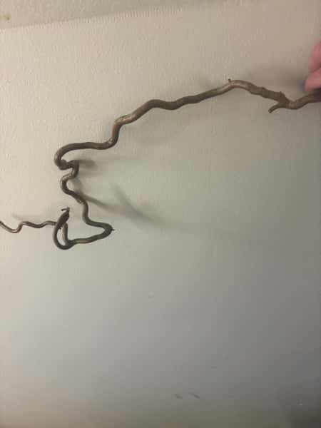 Trollhassel “trollspön” – lackade & hållbara naturpinnar