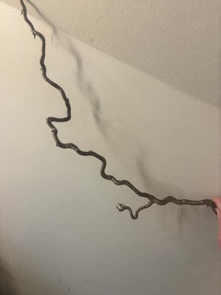 Trollhassel “trollspön” – lackade & hållbara naturpinnar