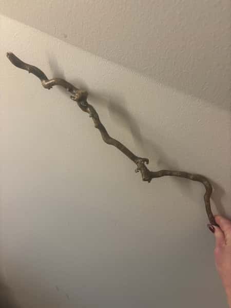 Trollhassel “trollspön” – lackade & hållbara naturpinnar