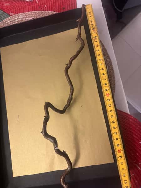 Trollhassel “trollspön” – lackade & hållbara naturpinnar