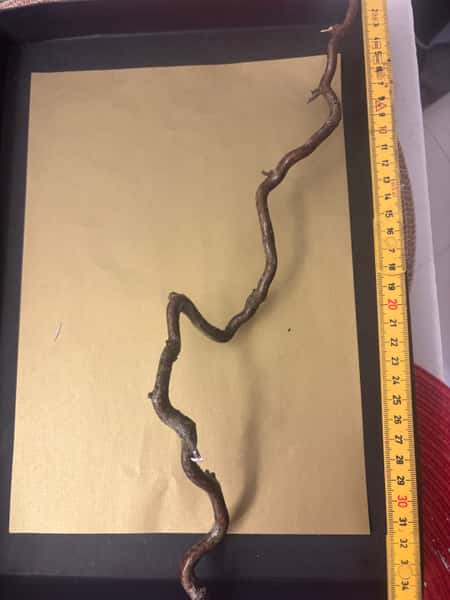 Trollhassel “trollspön” – lackade & hållbara naturpinnar