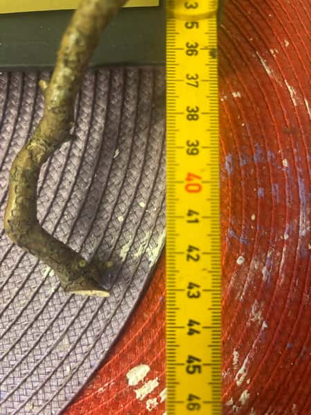 Trollhassel “trollspön” – lackade & hållbara naturpinnar