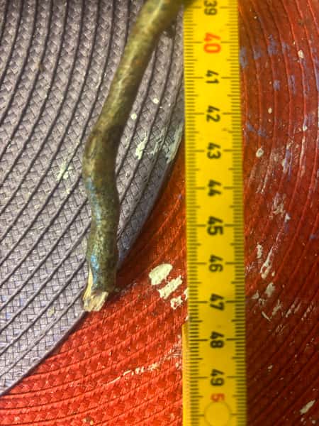 Trollhassel “trollspön” – lackade & hållbara naturpinnar